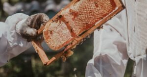 Two beekeepers examine a honey-filled honeycomb frame in an outdoor setting, ensuring safety with protective gear.