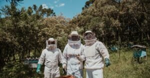 Three beekeepers in protective gear tending hives in a sunny forest apiary.